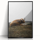 Rustic Wall Art - Highland Cow Resting in Field, Farmhouse Decor Print