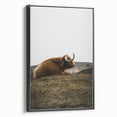 Rustic Wall Art - Highland Cow Resting in Field, Farmhouse Decor Print