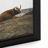Rustic Wall Art - Highland Cow Resting in Field, Farmhouse Decor Print