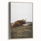 Rustic Wall Art - Highland Cow Resting in Field, Farmhouse Decor Print
