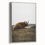 Rustic Wall Art - Highland Cow Resting in Field, Farmhouse Decor Print