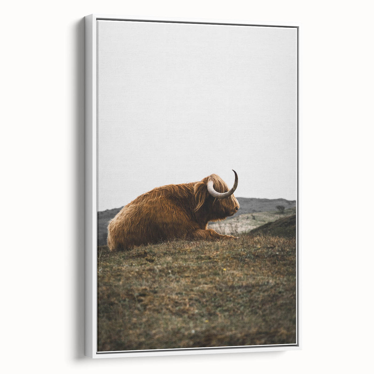 Rustic Wall Art - Highland Cow Resting in Field, Farmhouse Decor Print