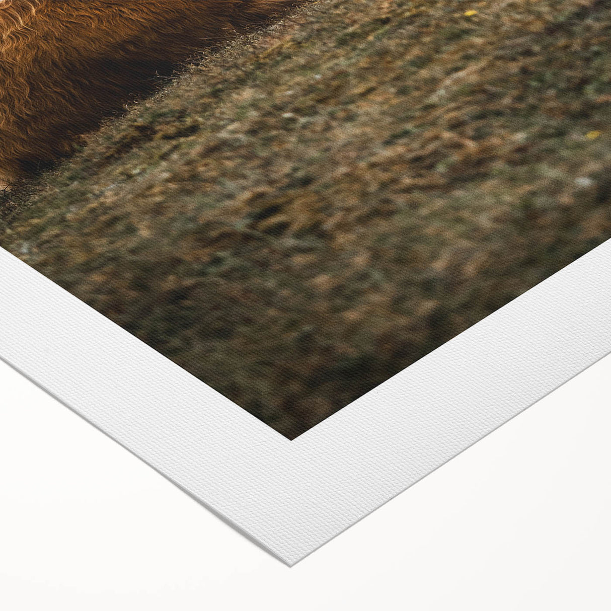 Rustic Wall Art - Highland Cow Resting in Field, Farmhouse Decor Print