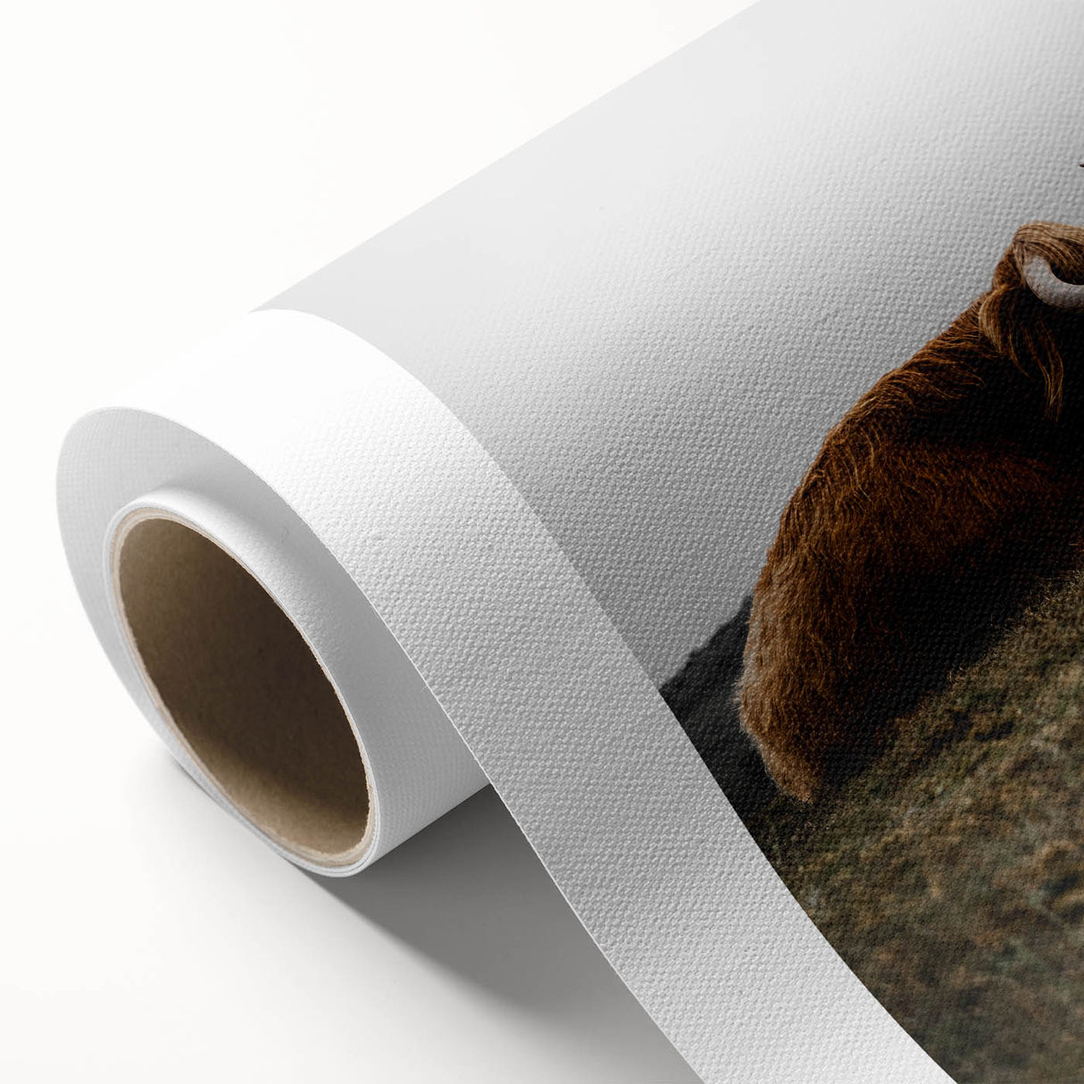 Rustic Wall Art - Highland Cow Resting in Field, Farmhouse Decor Print