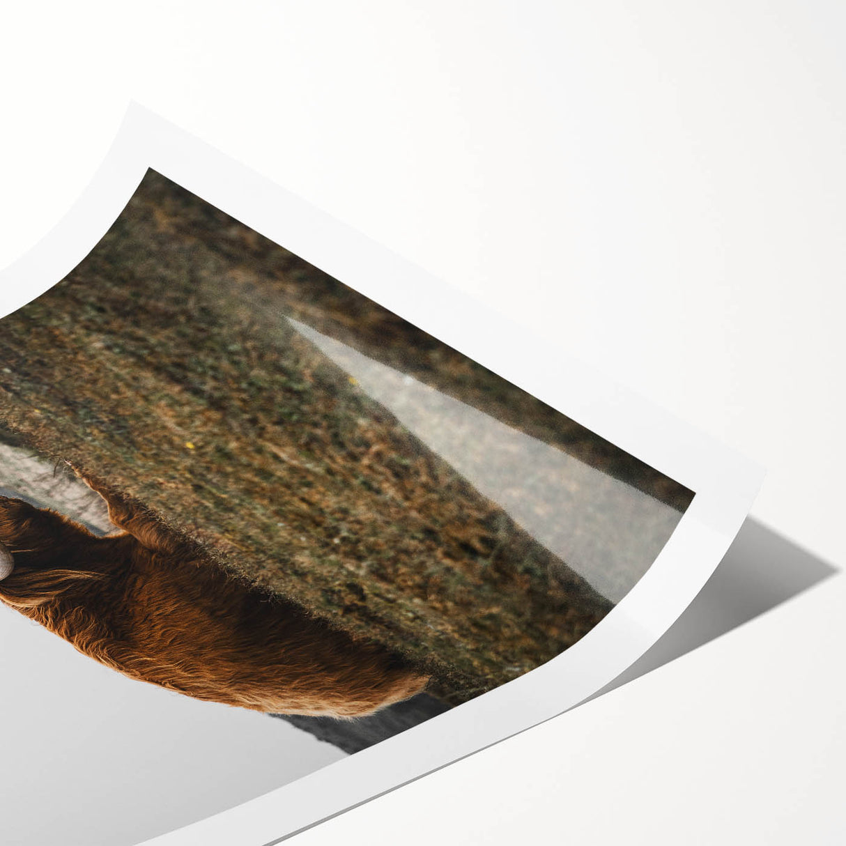 Rustic Wall Art - Highland Cow Resting in Field, Farmhouse Decor Print