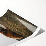 Rustic Wall Art - Highland Cow Resting in Field, Farmhouse Decor Print