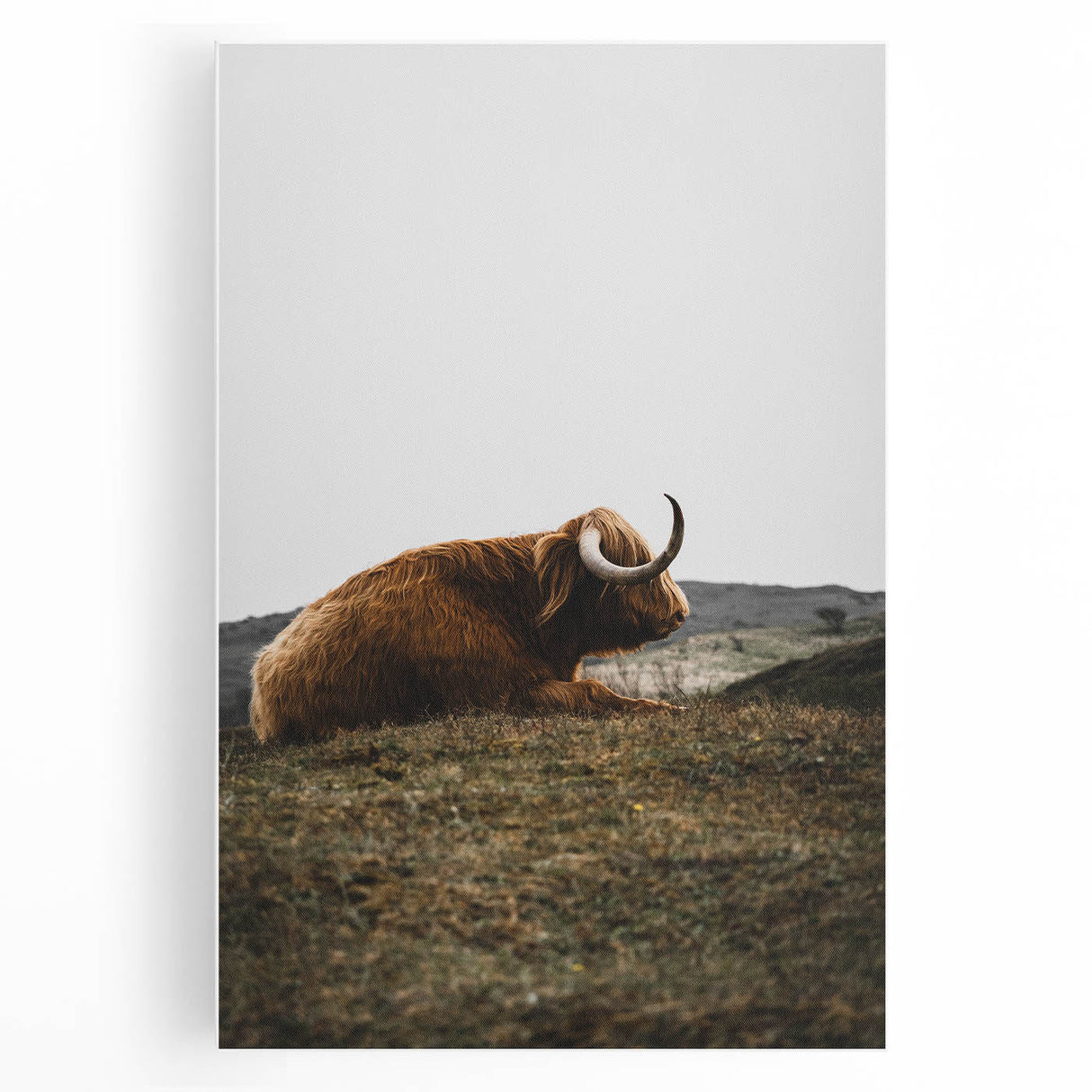 Rustic Wall Art - Highland Cow Resting in Field, Farmhouse Decor Print