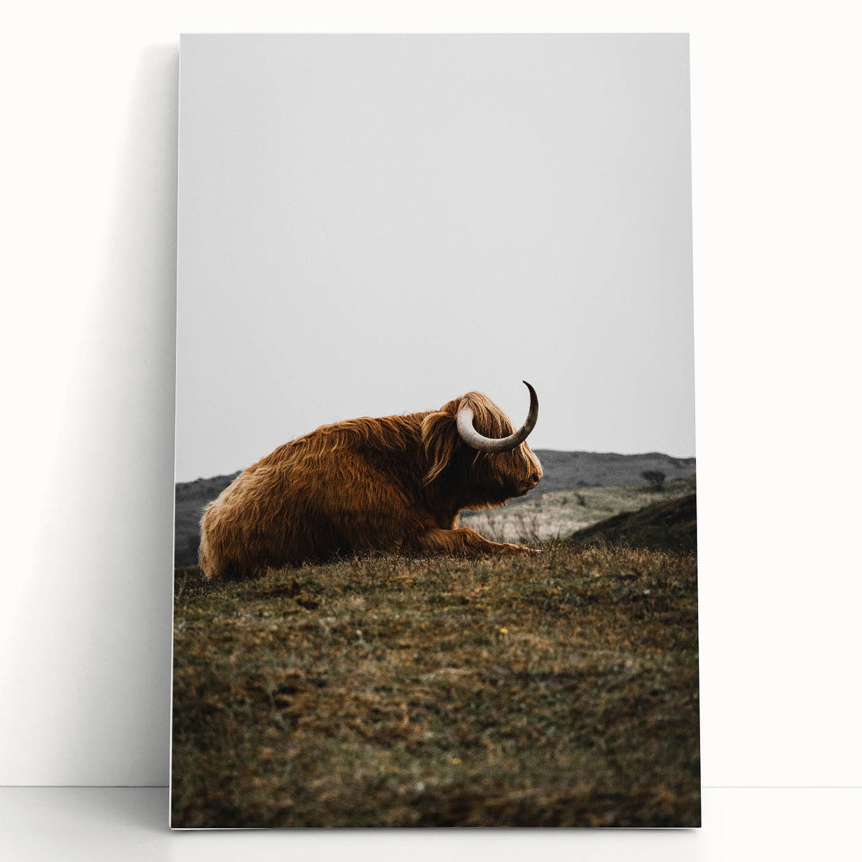 Rustic Wall Art - Highland Cow Resting in Field, Farmhouse Decor Print
