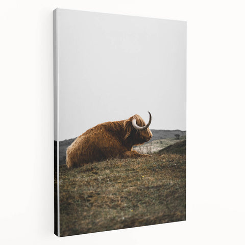 Rustic Wall Art - Highland Cow Resting in Field, Farmhouse Decor Print