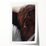 Rustic Wall Art - Close-Up of Highland Cow Fur, Farmhouse Decor Print