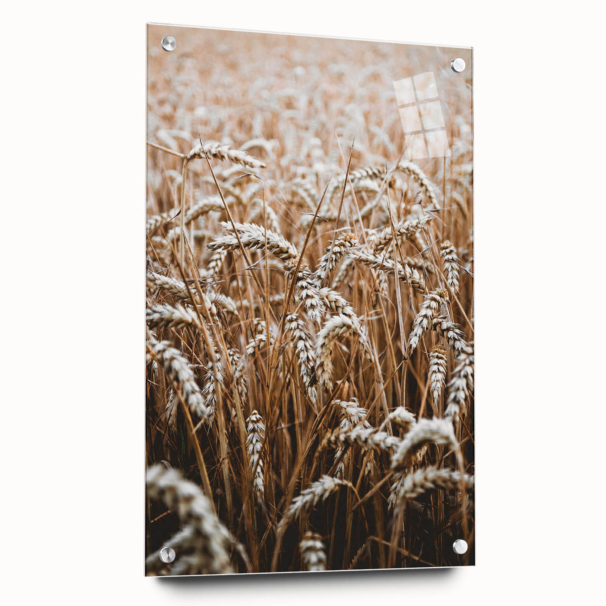 Rustic Wall Art - Golden Wheat Field Print, Farmhouse Decor