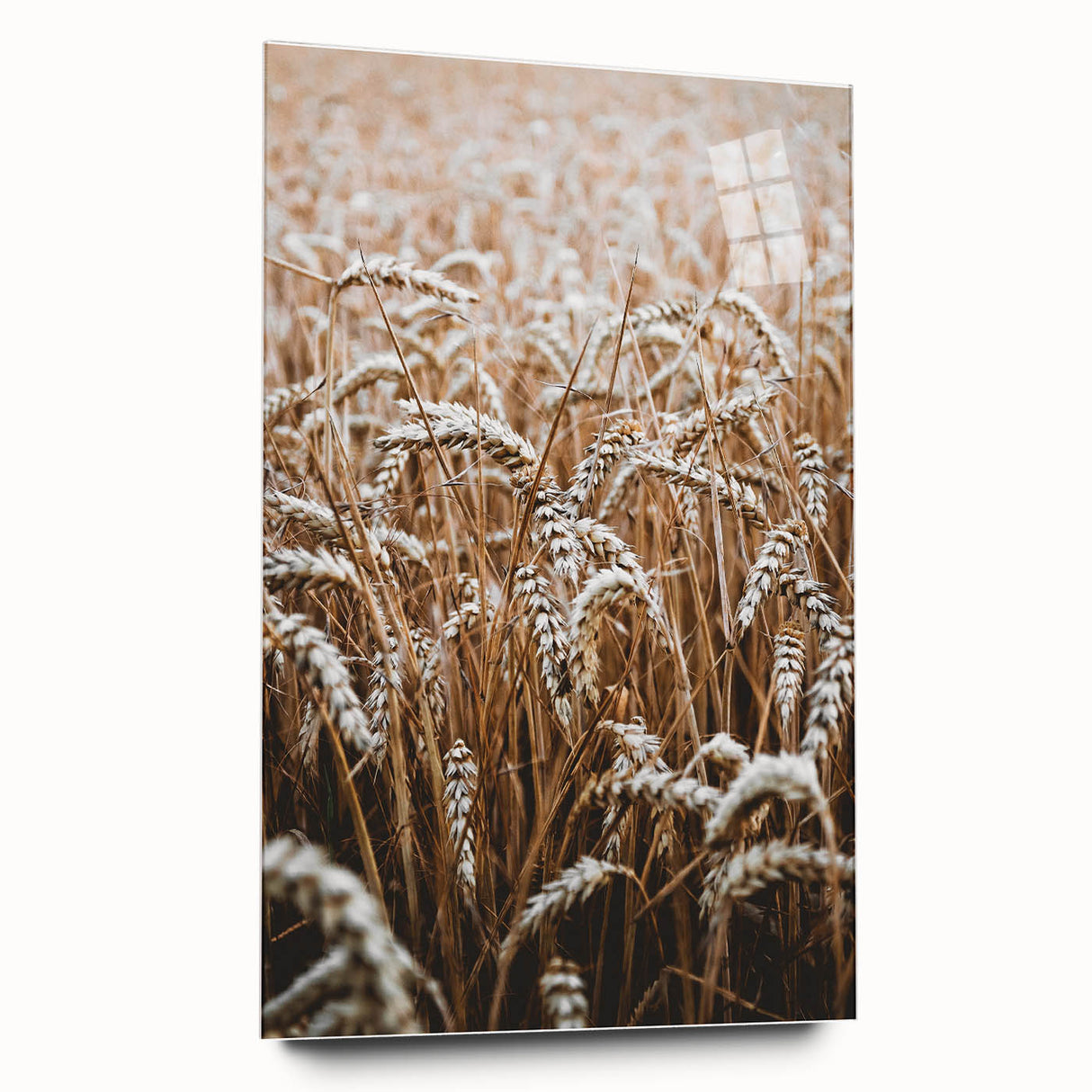 Rustic Wall Art - Golden Wheat Field Print, Farmhouse Decor