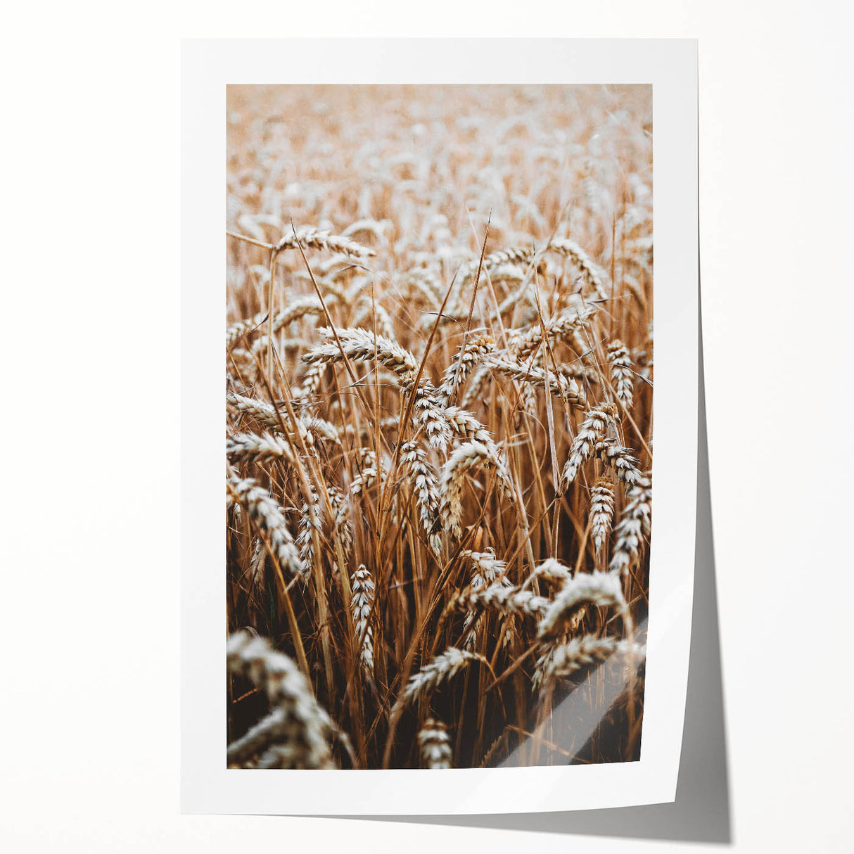Rustic Wall Art - Golden Wheat Field Print, Farmhouse Decor