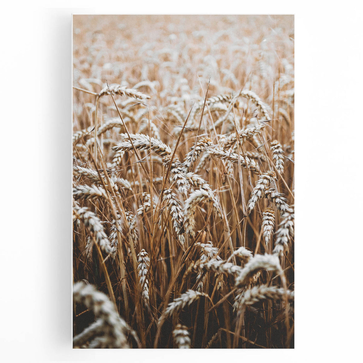 Rustic Wall Art - Golden Wheat Field Print, Farmhouse Decor