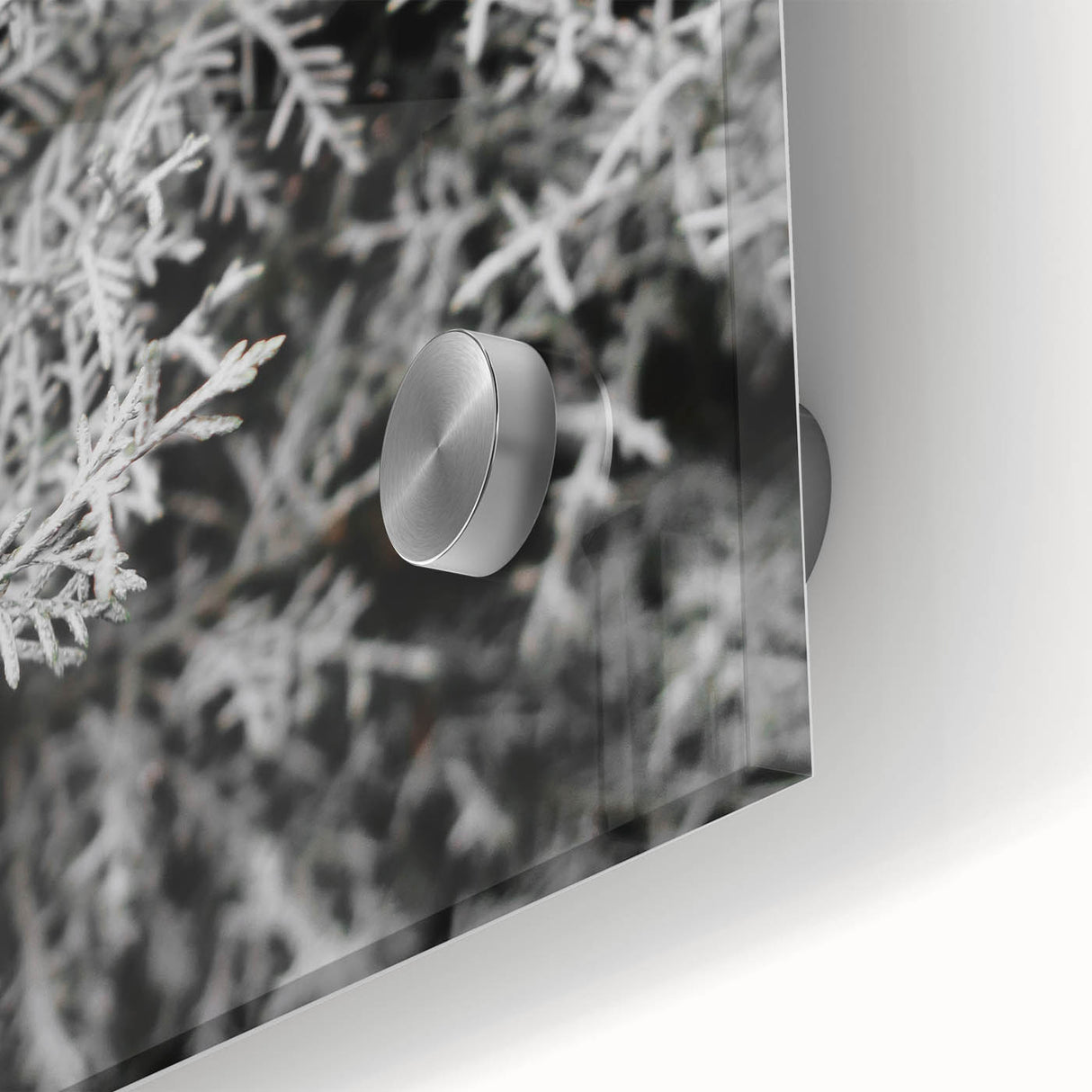 Rustic Wall Art - Frosted Evergreen Branches for Winter Wonderland Decor