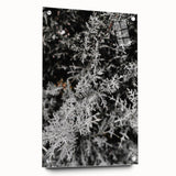 Rustic Wall Art - Frosted Evergreen Branches for Winter Wonderland Decor