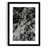Rustic Wall Art - Frosted Evergreen Branches for Winter Wonderland Decor