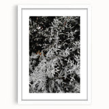 Rustic Wall Art - Frosted Evergreen Branches for Winter Wonderland Decor