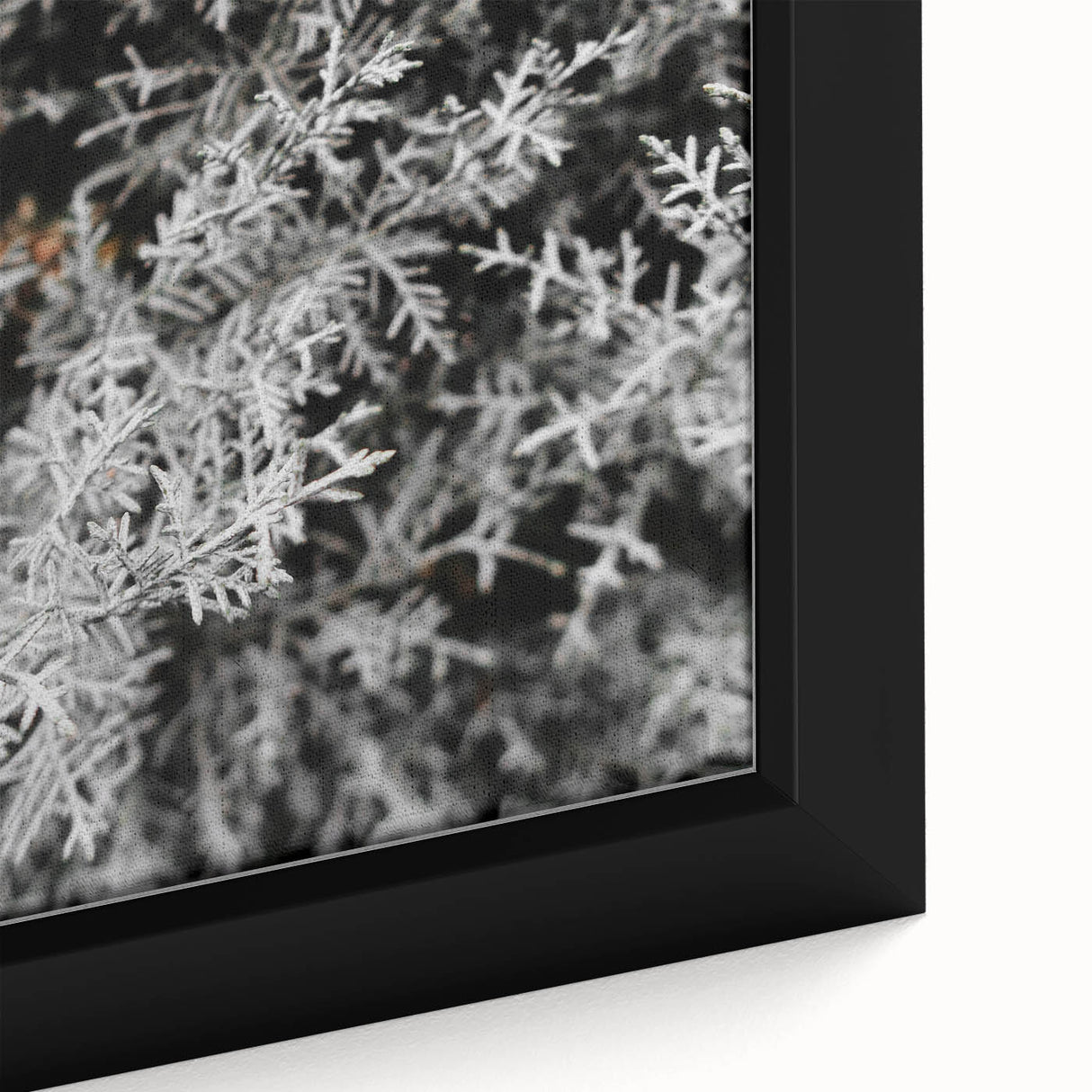 Rustic Wall Art - Frosted Evergreen Branches for Winter Wonderland Decor