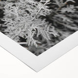Rustic Wall Art - Frosted Evergreen Branches for Winter Wonderland Decor