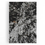 Rustic Wall Art - Frosted Evergreen Branches for Winter Wonderland Decor