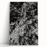 Rustic Wall Art - Frosted Evergreen Branches for Winter Wonderland Decor