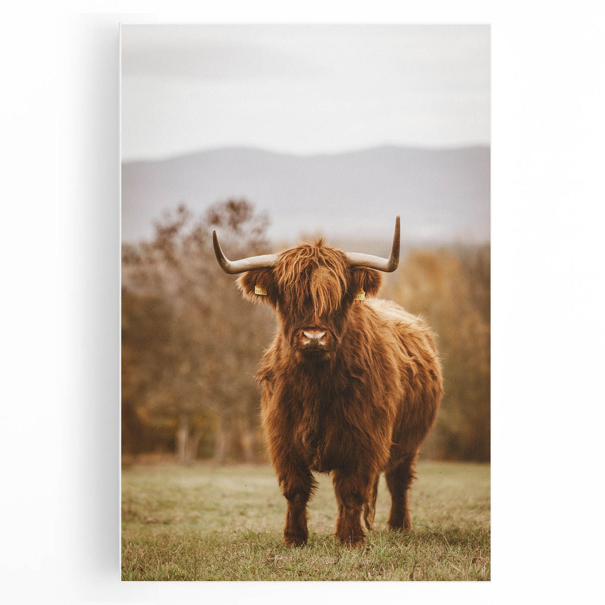 Rustic Wall Art - Highland Cow in Pasture for Farmhouse Nature Decor