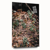 Rustic Wall Art - Green Seedlings in Nature for Farmhouse Nature Decor