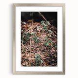 Rustic Wall Art - Green Seedlings in Nature for Farmhouse Nature Decor