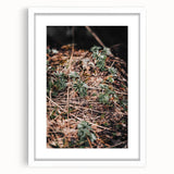 Rustic Wall Art - Green Seedlings in Nature for Farmhouse Nature Decor