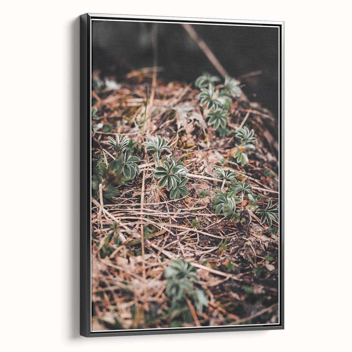 Rustic Wall Art - Green Seedlings in Nature for Farmhouse Nature Decor