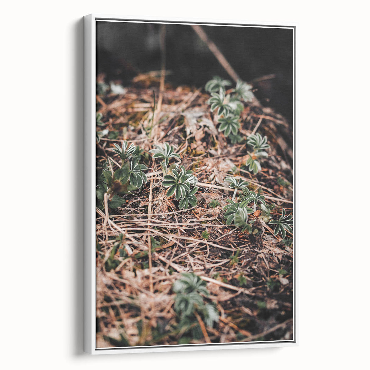 Rustic Wall Art - Green Seedlings in Nature for Farmhouse Nature Decor