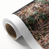 Rustic Wall Art - Green Seedlings in Nature for Farmhouse Nature Decor