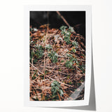 Rustic Wall Art - Green Seedlings in Nature for Farmhouse Nature Decor