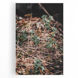 Rustic Wall Art - Green Seedlings in Nature for Farmhouse Nature Decor