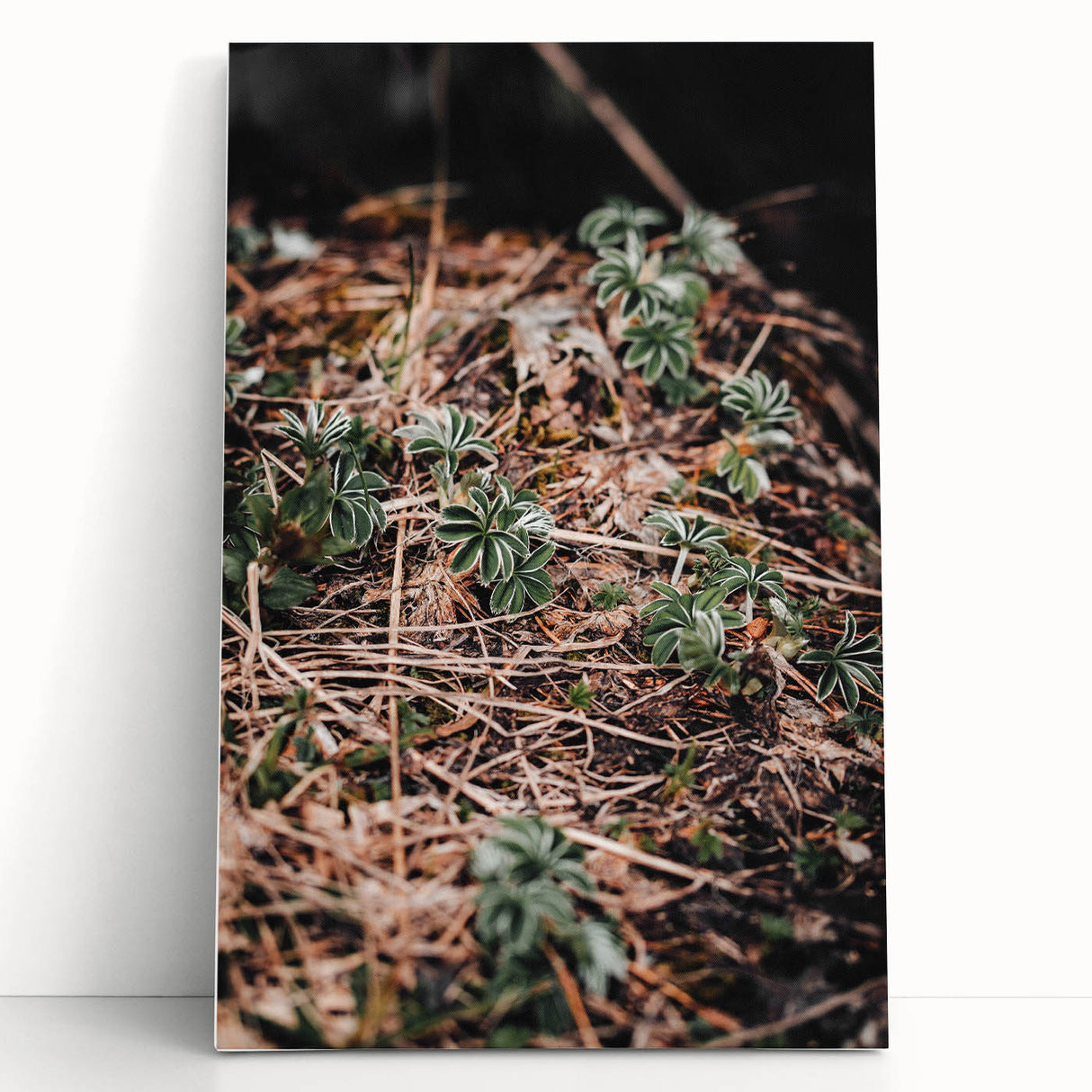 Rustic Wall Art - Green Seedlings in Nature for Farmhouse Nature Decor