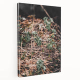 Rustic Wall Art - Green Seedlings in Nature for Farmhouse Nature Decor