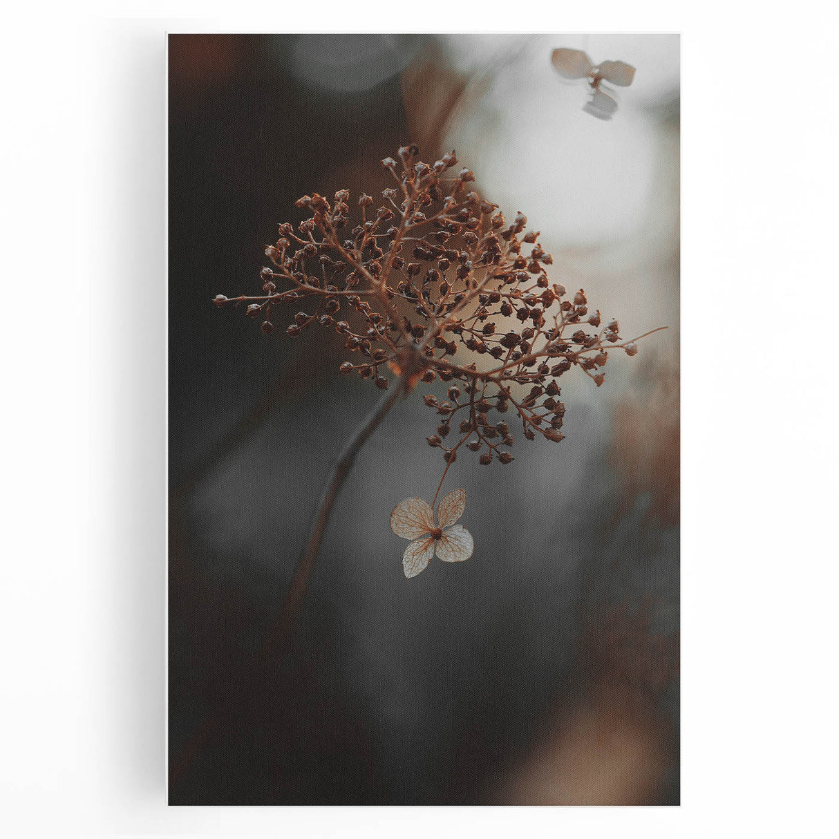 Delicate Dried Plant Art, Tranquil Rustic Wall Decor Print