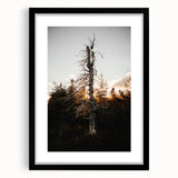 Vintage Rustic Tree Landscape - Farmhouse Wall Art