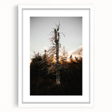 Vintage Rustic Tree Landscape - Farmhouse Wall Art