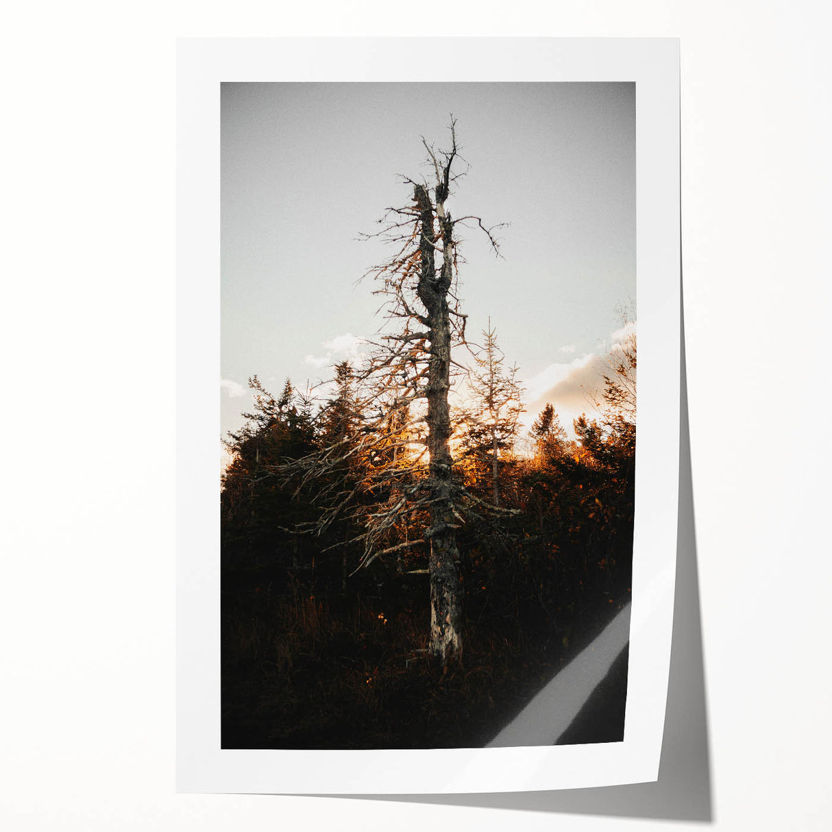 Vintage Rustic Tree Landscape - Farmhouse Wall Art