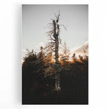 Vintage Rustic Tree Landscape - Farmhouse Wall Art
