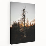 Vintage Rustic Tree Landscape - Farmhouse Wall Art