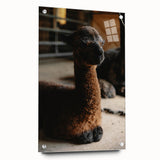 Rustic Farmhouse Wall Art: Adorable Alpaca in Barn Setting