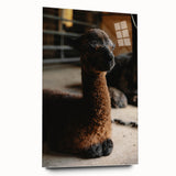 Rustic Farmhouse Wall Art: Adorable Alpaca in Barn Setting