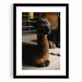 Rustic Farmhouse Wall Art: Adorable Alpaca in Barn Setting