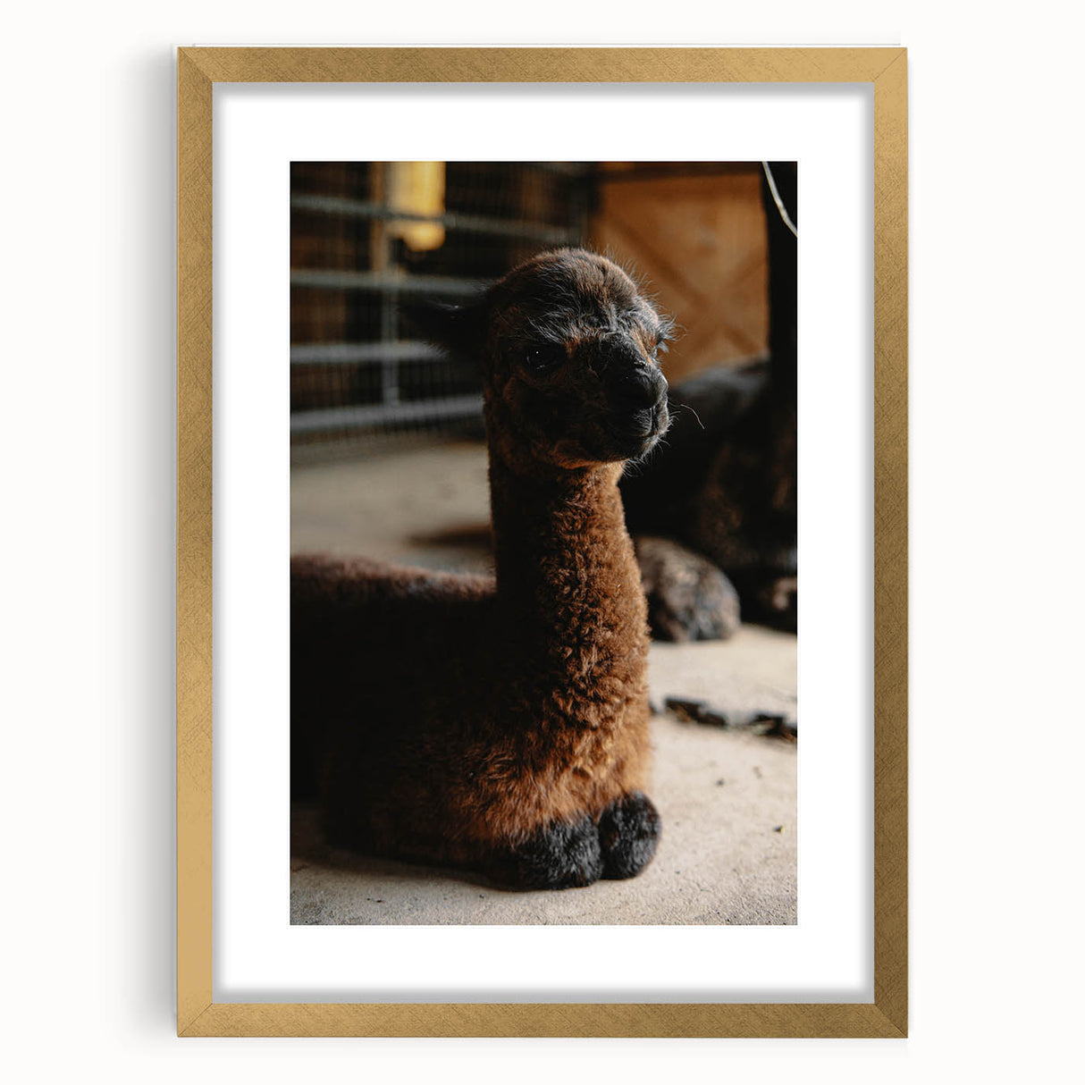 Rustic Farmhouse Wall Art: Adorable Alpaca in Barn Setting