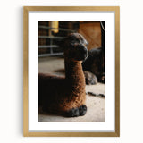 Rustic Farmhouse Wall Art: Adorable Alpaca in Barn Setting