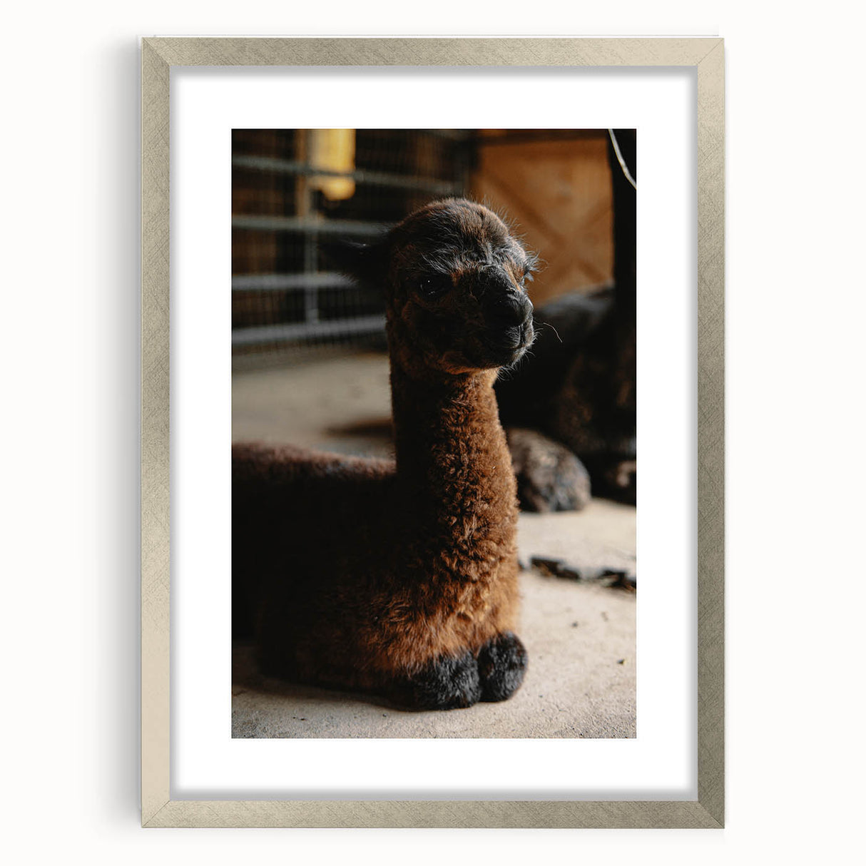 Rustic Farmhouse Wall Art: Adorable Alpaca in Barn Setting