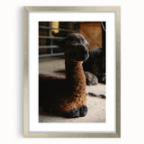 Rustic Farmhouse Wall Art: Adorable Alpaca in Barn Setting